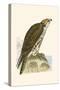 Saker Falcon,  from 'A History of the Birds of Europe Not Observed in the British Isles'-English-Stretched Canvas