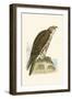 Saker Falcon,  from 'A History of the Birds of Europe Not Observed in the British Isles'-English-Framed Giclee Print