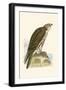 Saker Falcon,  from 'A History of the Birds of Europe Not Observed in the British Isles'-English-Framed Giclee Print