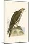 Saker Falcon,  from 'A History of the Birds of Europe Not Observed in the British Isles'-English-Mounted Giclee Print