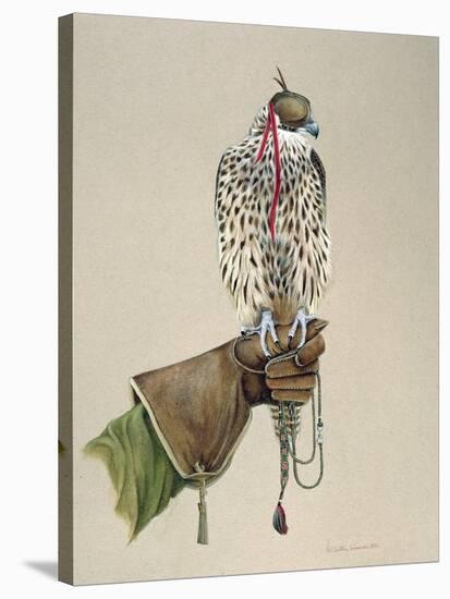 Saker on a Falconer's Wrist, 1981-Mary Clare Critchley-Salmonson-Stretched Canvas