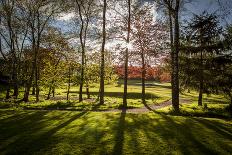 Backlit Trees-SAKhanPhotography-Framed Stretched Canvas