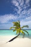 Shades of Blue and Palm Tree, Tropical Beach, Maldives, Indian Ocean, Asia-Sakis-Stretched Canvas