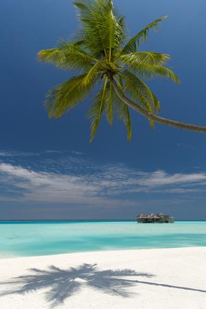 Luxury Over-Water Bungalow at Gili Lankanfushi Resort Maldives and Beach with Palm Trees