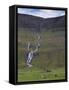 Saksunardalur Valley Near Saksun, Streymoy, Faroe Islands, Denmark, Europe-Patrick Dieudonne-Framed Stretched Canvas