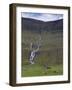 Saksunardalur Valley Near Saksun, Streymoy, Faroe Islands, Denmark, Europe-Patrick Dieudonne-Framed Photographic Print