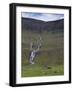 Saksunardalur Valley Near Saksun, Streymoy, Faroe Islands, Denmark, Europe-Patrick Dieudonne-Framed Photographic Print