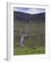 Saksunardalur Valley Near Saksun, Streymoy, Faroe Islands, Denmark, Europe-Patrick Dieudonne-Framed Photographic Print