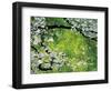 Sakura and Nanohana, Imperial Palace Moat, Tokyo, Japan-Rob Tilley-Framed Photographic Print