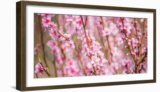 Sakura Blossom, Japan-Bogomyako-Framed Photographic Print