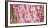 Sakura Blossom, Japan-Bogomyako-Framed Photographic Print