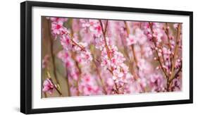 Sakura Blossom, Japan-Bogomyako-Framed Photographic Print