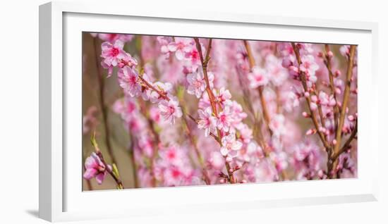 Sakura Blossom, Japan-Bogomyako-Framed Photographic Print