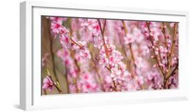 Sakura Blossom, Japan-Bogomyako-Framed Photographic Print