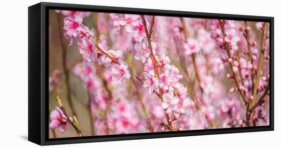 Sakura Blossom, Japan-Bogomyako-Framed Stretched Canvas