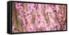 Sakura Blossom, Japan-Bogomyako-Framed Stretched Canvas