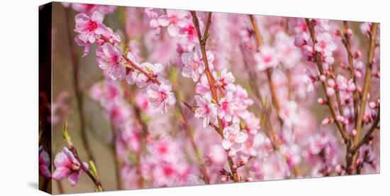 Sakura Blossom, Japan-Bogomyako-Stretched Canvas