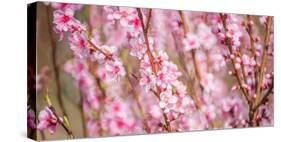 Sakura Blossom, Japan-Bogomyako-Stretched Canvas