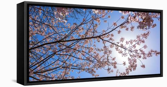 Sakura Blossom, Japan-Bogomyako-Framed Stretched Canvas