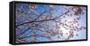 Sakura Blossom, Japan-Bogomyako-Framed Stretched Canvas