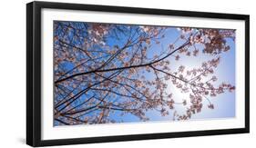 Sakura Blossom, Japan-Bogomyako-Framed Photographic Print