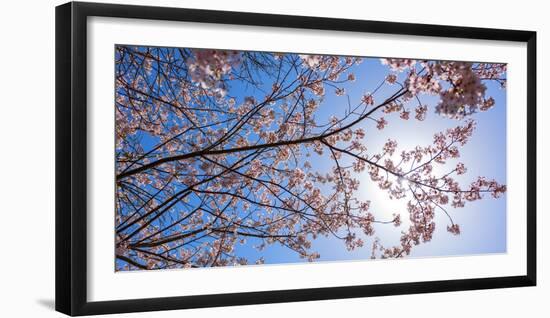 Sakura Blossom, Japan-Bogomyako-Framed Photographic Print