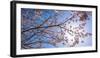 Sakura Blossom, Japan-Bogomyako-Framed Photographic Print