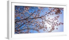 Sakura Blossom, Japan-Bogomyako-Framed Photographic Print