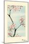 Sakura Cherry-Megata Morikaga-Mounted Art Print