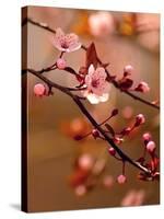Sakura Flowers-Montypeter-Stretched Canvas