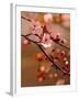 Sakura Flowers-Montypeter-Framed Photographic Print