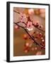 Sakura Flowers-Montypeter-Framed Photographic Print