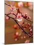 Sakura Flowers-Montypeter-Mounted Photographic Print