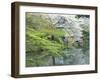 Sakura, Koishikawa Koraku-en Garden, Tokyo, Japan-Rob Tilley-Framed Premium Photographic Print