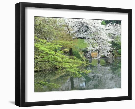 Sakura, Koishikawa Koraku-en Garden, Tokyo, Japan-Rob Tilley-Framed Premium Photographic Print