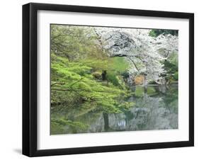 Sakura, Koishikawa Koraku-en Garden, Tokyo, Japan-Rob Tilley-Framed Premium Photographic Print