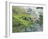 Sakura, Koishikawa Koraku-en Garden, Tokyo, Japan-Rob Tilley-Framed Premium Photographic Print