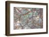 Sakura Light II-Doug Chinnery-Framed Photographic Print