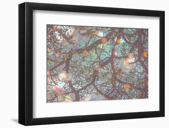 Sakura Light II-Doug Chinnery-Framed Photographic Print