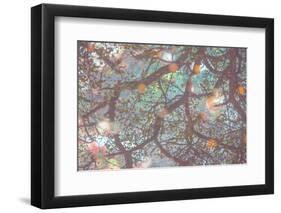 Sakura Light II-Doug Chinnery-Framed Photographic Print