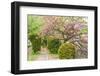 Sakura on the Road in Kyoto, Japan.-elwynn-Framed Photographic Print