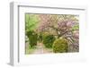 Sakura on the Road in Kyoto, Japan.-elwynn-Framed Photographic Print