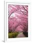 Sakura Path-tamikosan-Framed Photographic Print