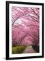 Sakura Path-tamikosan-Framed Photographic Print