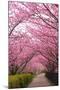 Sakura Path-tamikosan-Mounted Photographic Print
