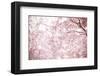 Sakura Season Cherry Blossom -null-Framed Art Print