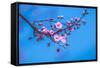 Sakura Starts to Bloom in Pink-ingaj-Framed Stretched Canvas