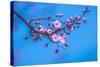 Sakura Starts to Bloom in Pink-ingaj-Stretched Canvas