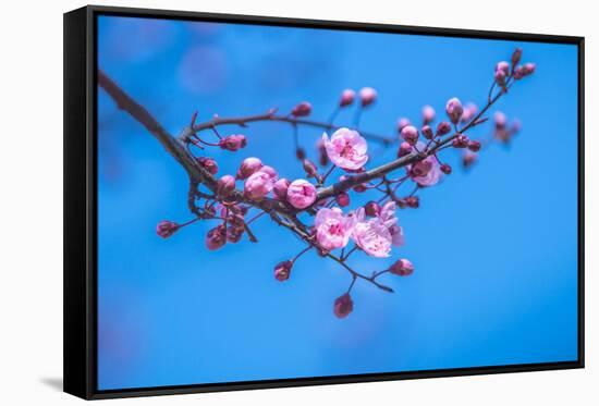 Sakura Starts to Bloom in Pink-ingaj-Framed Stretched Canvas