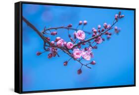 Sakura Starts to Bloom in Pink-ingaj-Framed Stretched Canvas